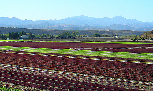 salinas-fields-dagberg Salinas Fields