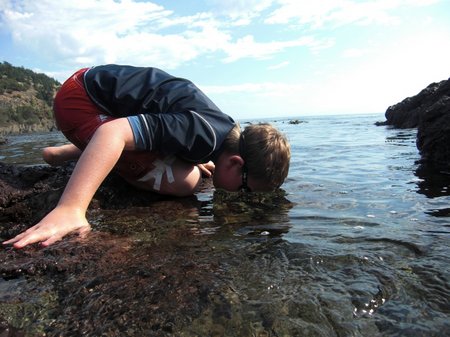 tide pool