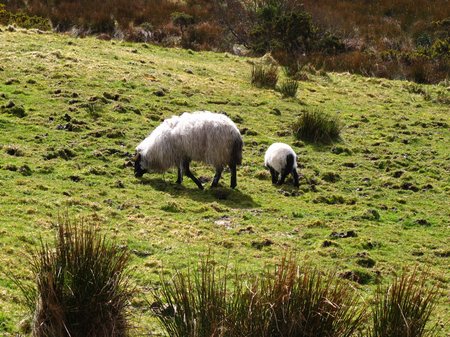 connemara-sheep