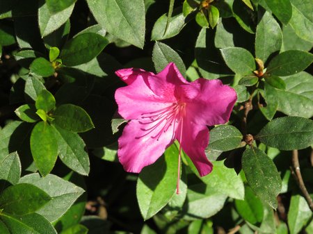 hawaii-flowers