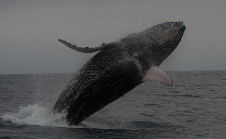 humpback-whale-beaching