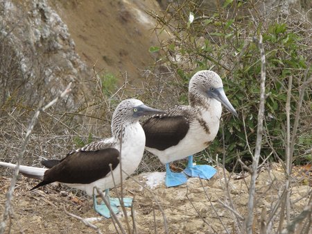 isla-de-la-plata-blue-footed-boobies