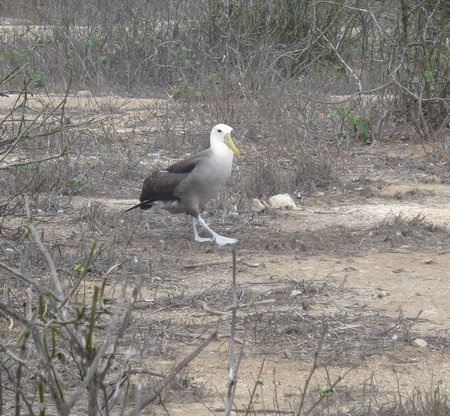 wave-albatross-isla-de-la-plata