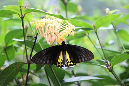 kuala-lumpur-butterfly-park