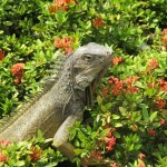 Ecuador-Family-Iguana-Guayaquil