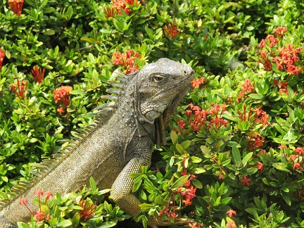 Ecuador-Family-Iguana-Guayaquil Ecuador-Family-Iguana-Guayaquil