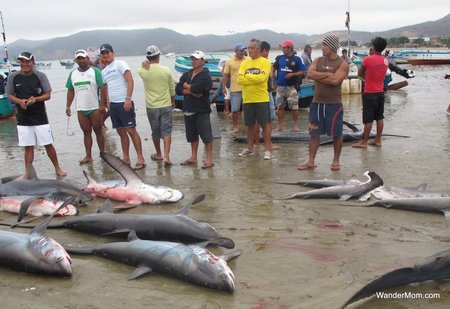 Ecuador-Tourism-Landing-Catch-Puerto-Lopez