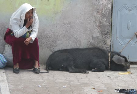 Ecudaor-Tourism-Woman-With-Hog
