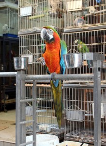 Hong Kong Markets Bird Market