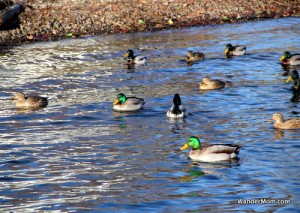 seattle-fremont-ducks