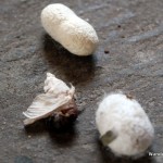silk-making-silkworms