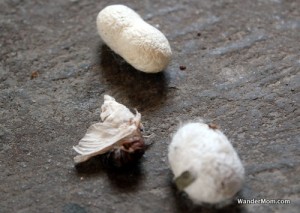silk-making-silkworms